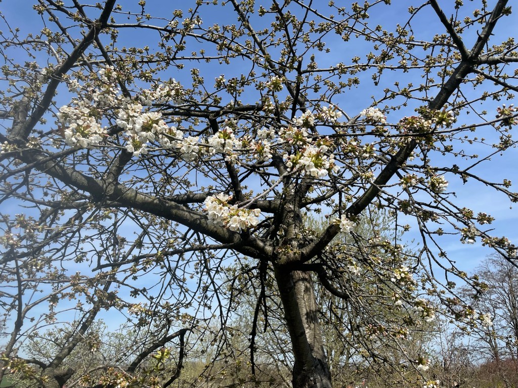 12 von 12 im April 2022 - Zukunft pflanzen
Kirschbaum mit Blüten
Naturgarten
Kerstin Dähne