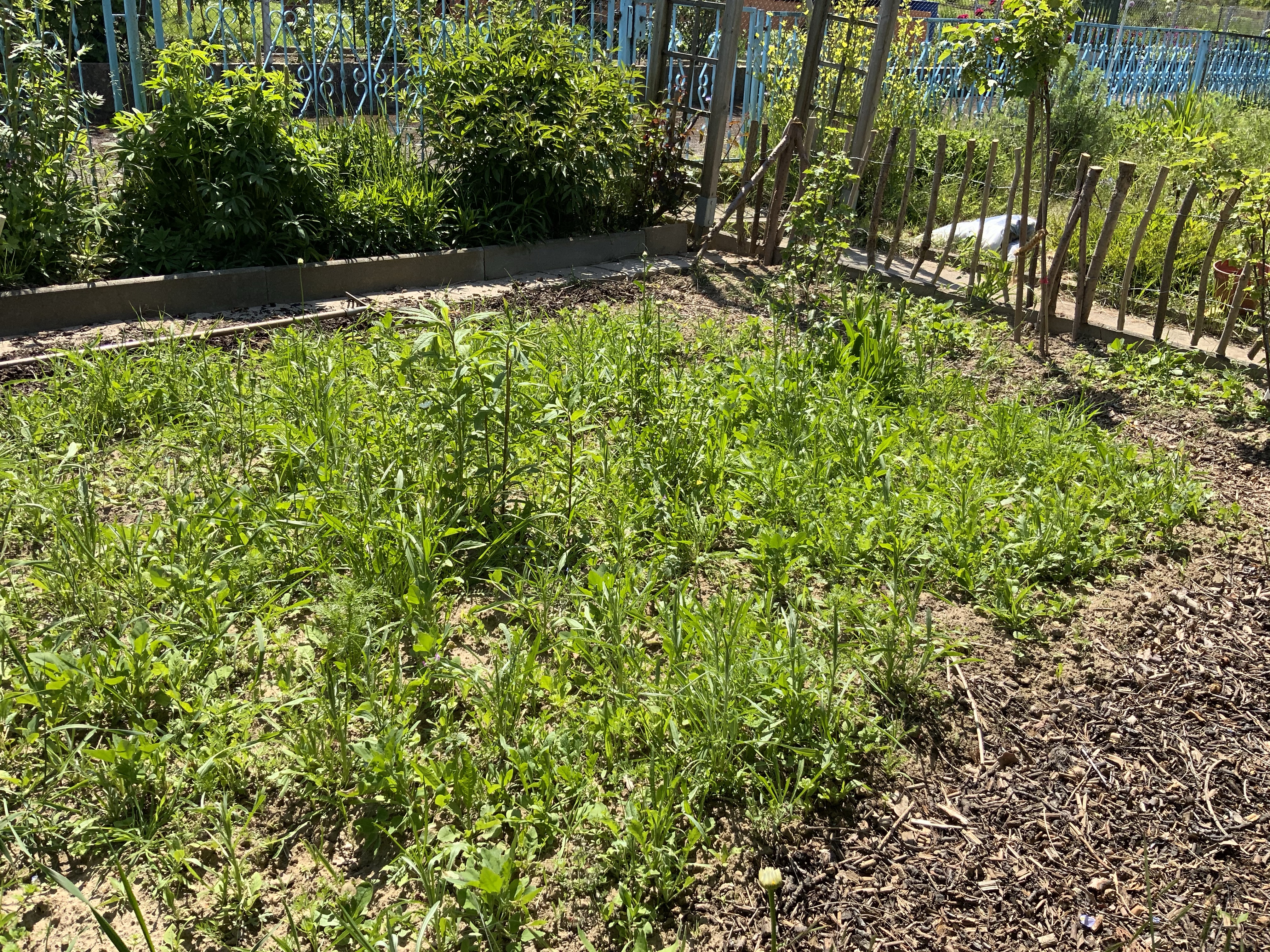 Stillstand gibt es in der Natur nicht-eine Blühwiese entwickelt sich-Veränderungen der Natur