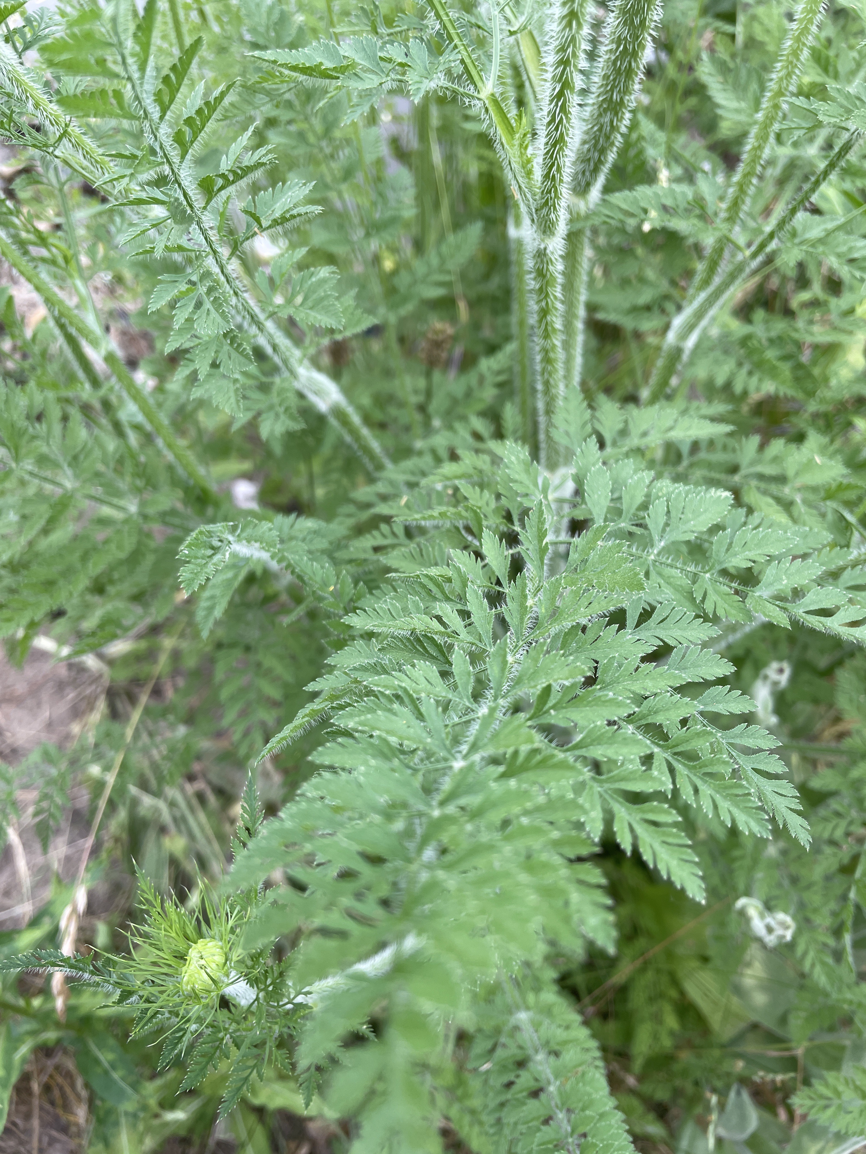 Stillstand gibt es in der Natur nicht-eine Blühwiese entwickelt sich-Veränderungen der Natur