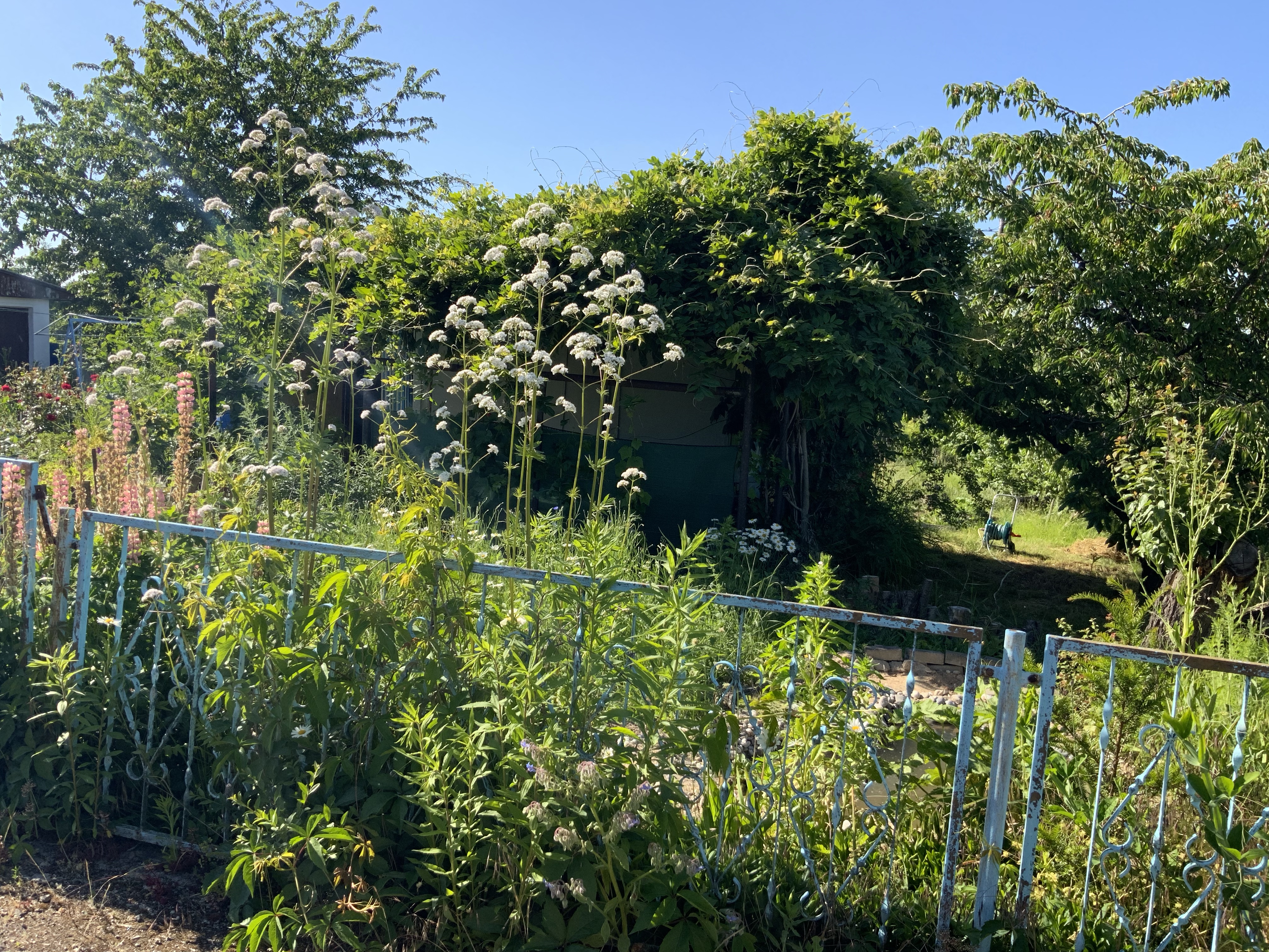 Stillstand gibt es in der Natur nicht-eine Blühwiese entwickelt sich-Veränderungen der Natur