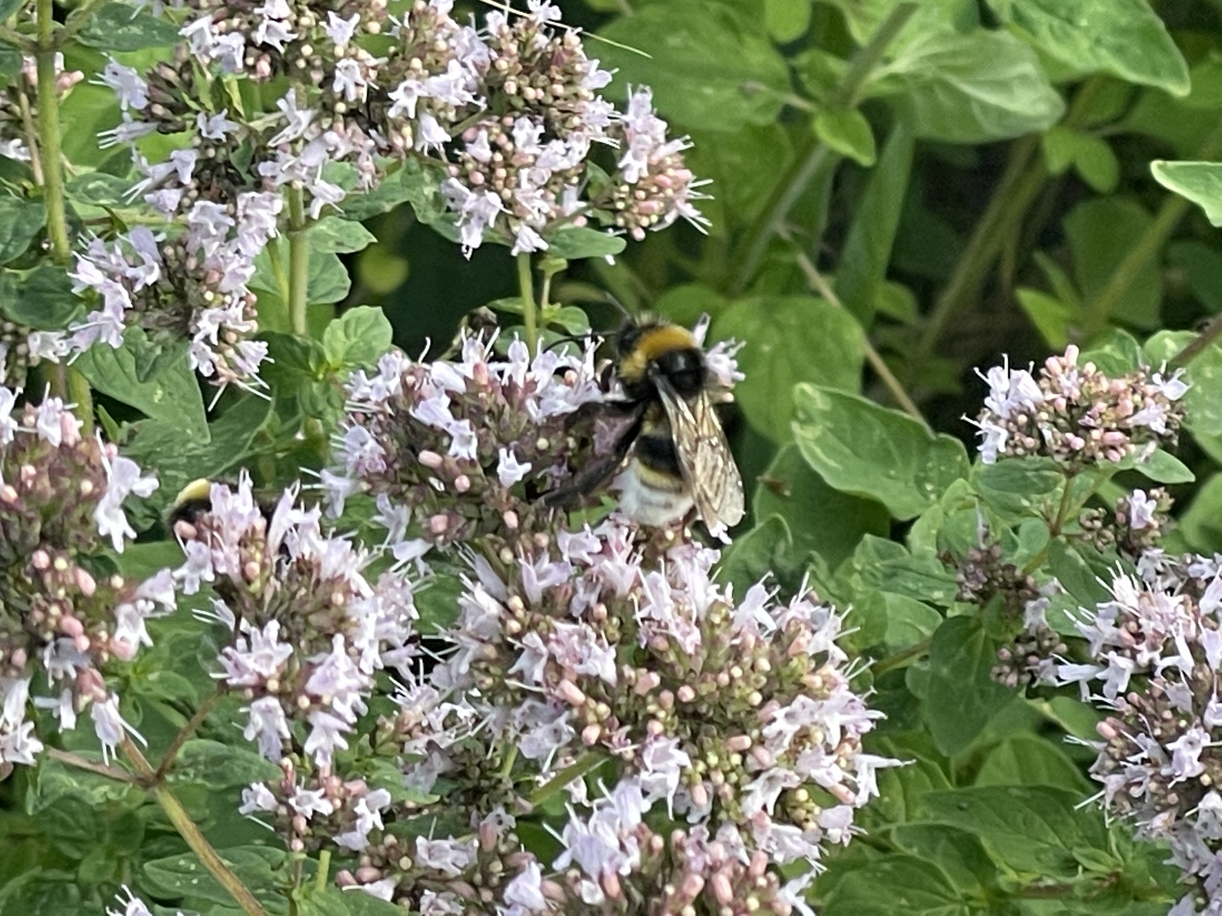 Die Hotspotzone im Hortus
Wieso eine Hotspotzone im Garten anlegen?
Naturgarten
Kerstin Dähne