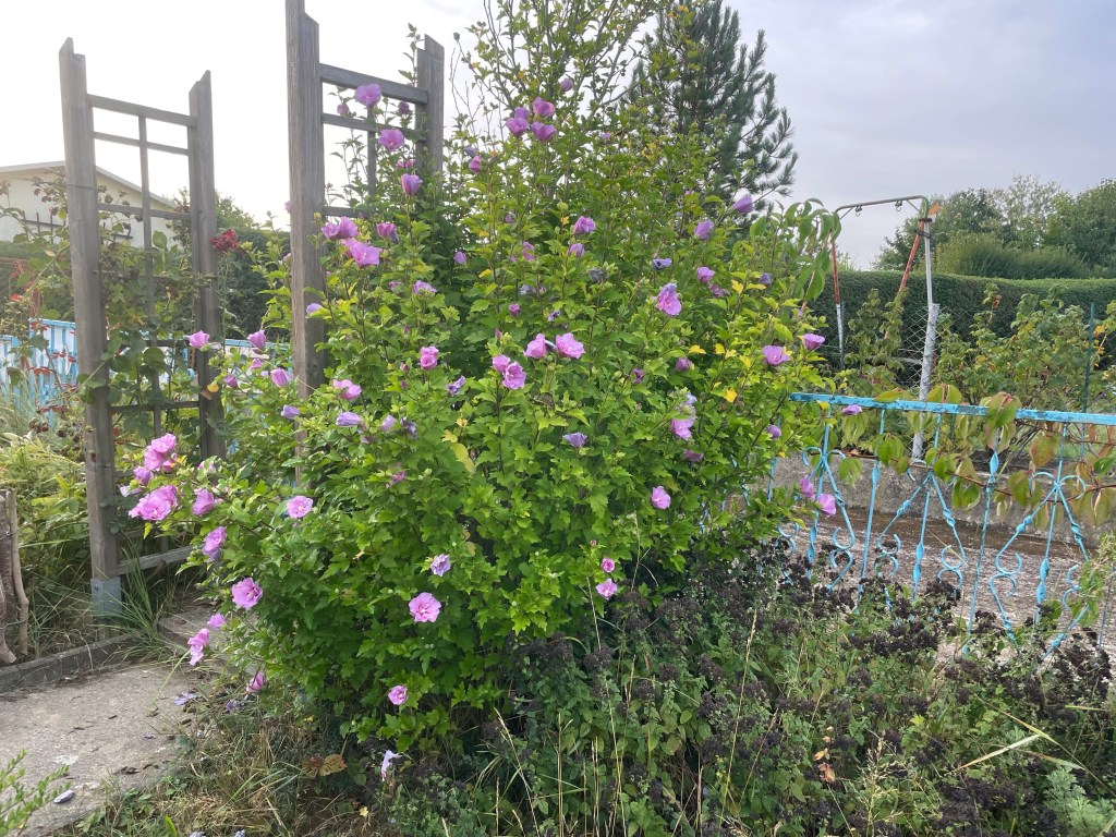 Herbst im Naturgarten
Kerstin Dähne
Roseneibisch
