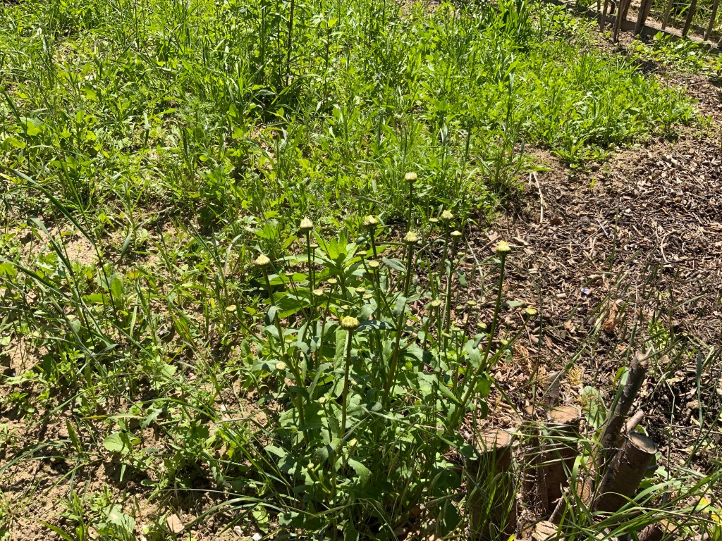 Stillstand gibt es in der Natur nicht-eine Blühwiese entwickelt sich-Veränderungen der Natur
Margeriten,