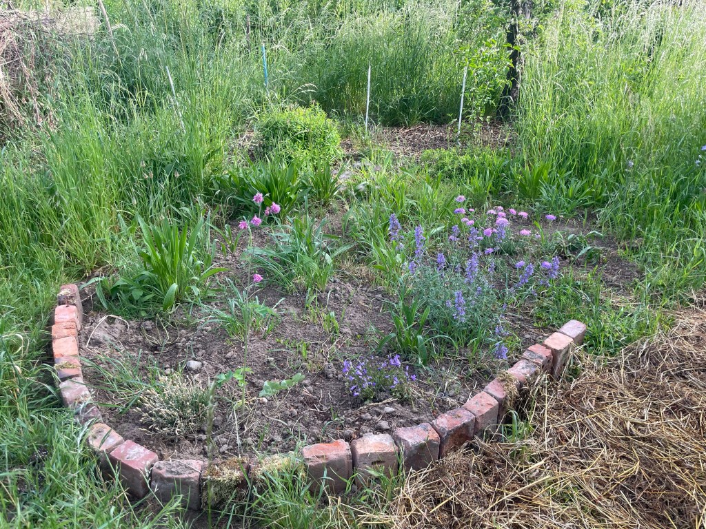 Staudenbeet mit einheimischen Pflanzen,
Naturgarten Kerstin Dähne,
Hortus naturalis color ,
Erfahrungen sammeln und wachsen – mein Jahresrückblick 2022