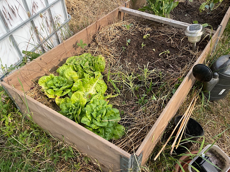 Erfahrungen sammeln und wachsen – mein Jahresrückblick 2022,
Salaternte,
Naturgarten, Permakultur, Kerstin Dähne