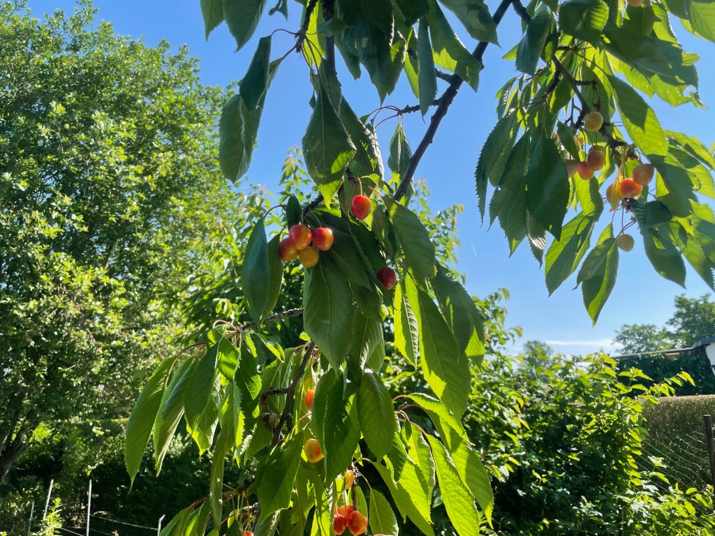 Offene Gärten
Süßkirschen
