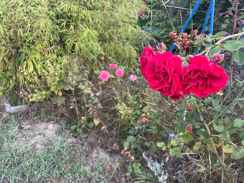 Herbst im Naturgarten
Kerstin Dähne
Rosen