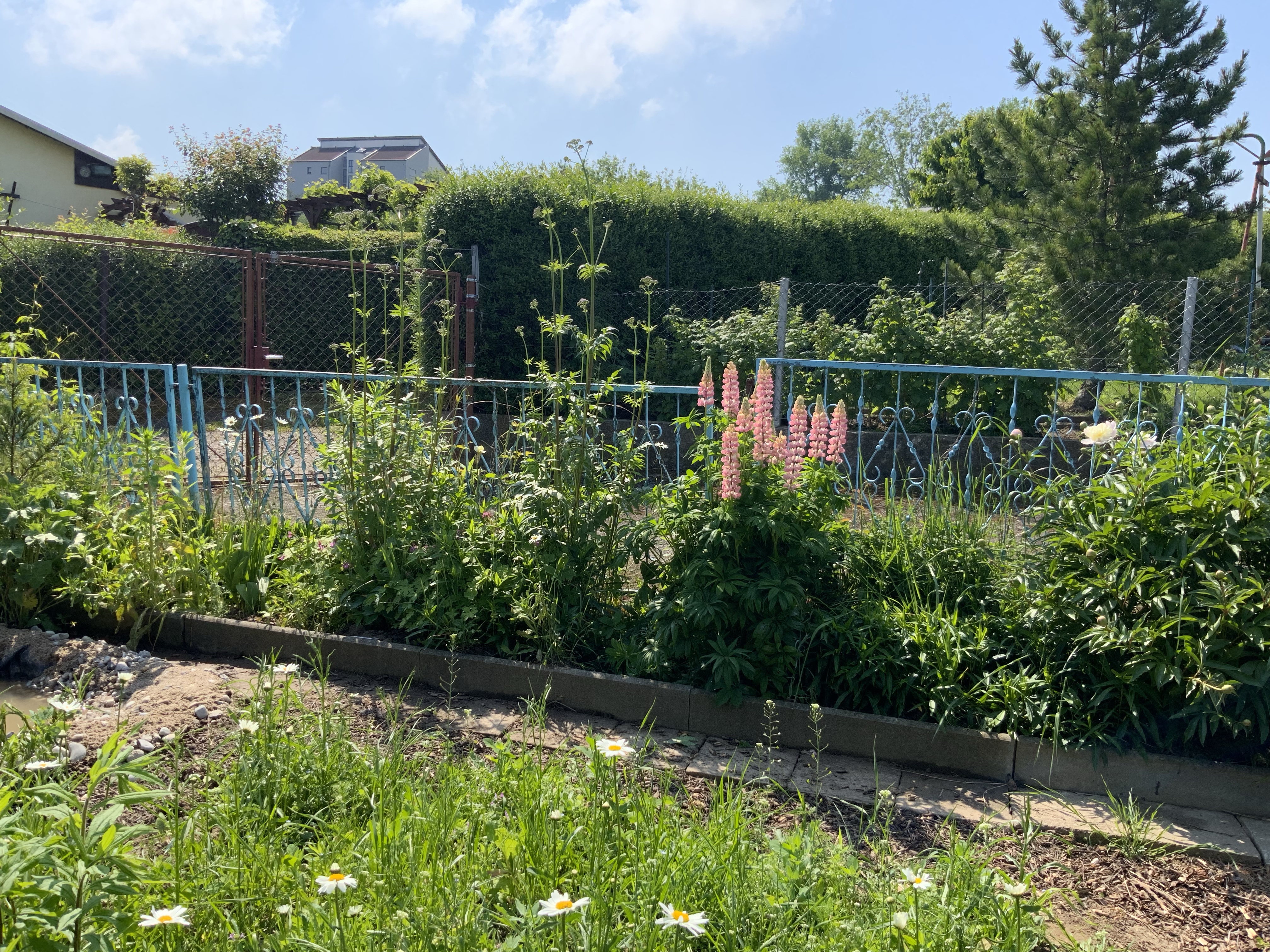 Stillstand gibt es in der Natur nicht-eine Blühwiese entwickelt sich-Veränderungen der Natur