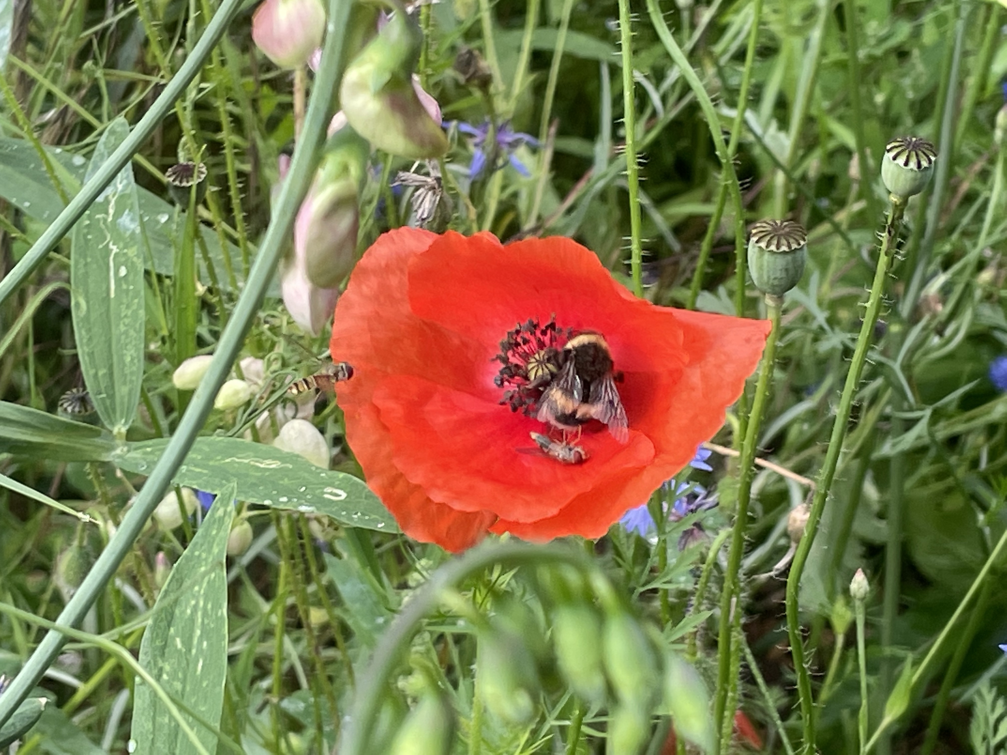 Stillstand gibt es in der Natur nicht-eine Blühwiese entwickelt sich-Veränderungen der Natur