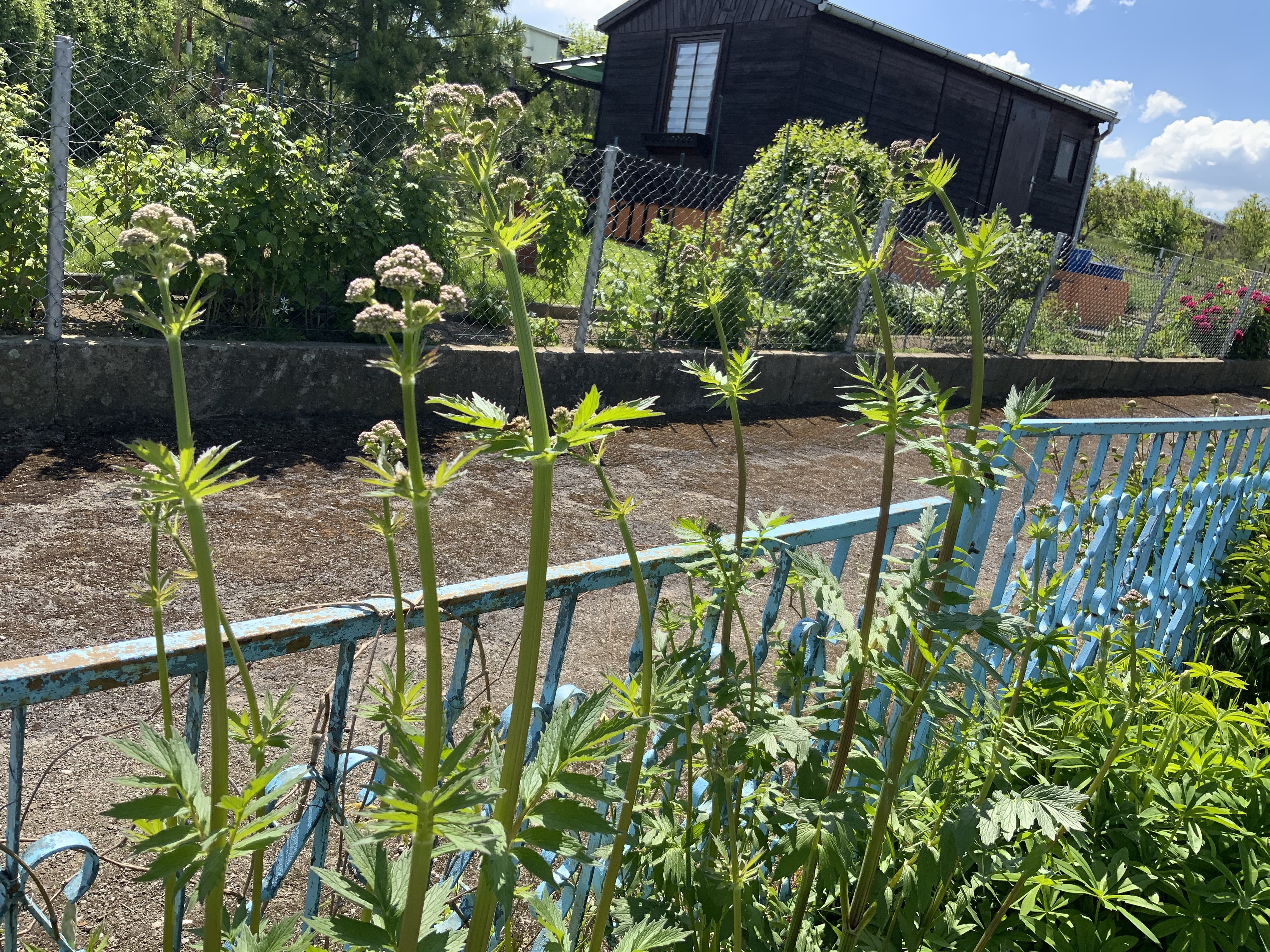 Stillstand gibt es in der Natur nicht-eine Blühwiese entwickelt sich-Veränderungen der Natur