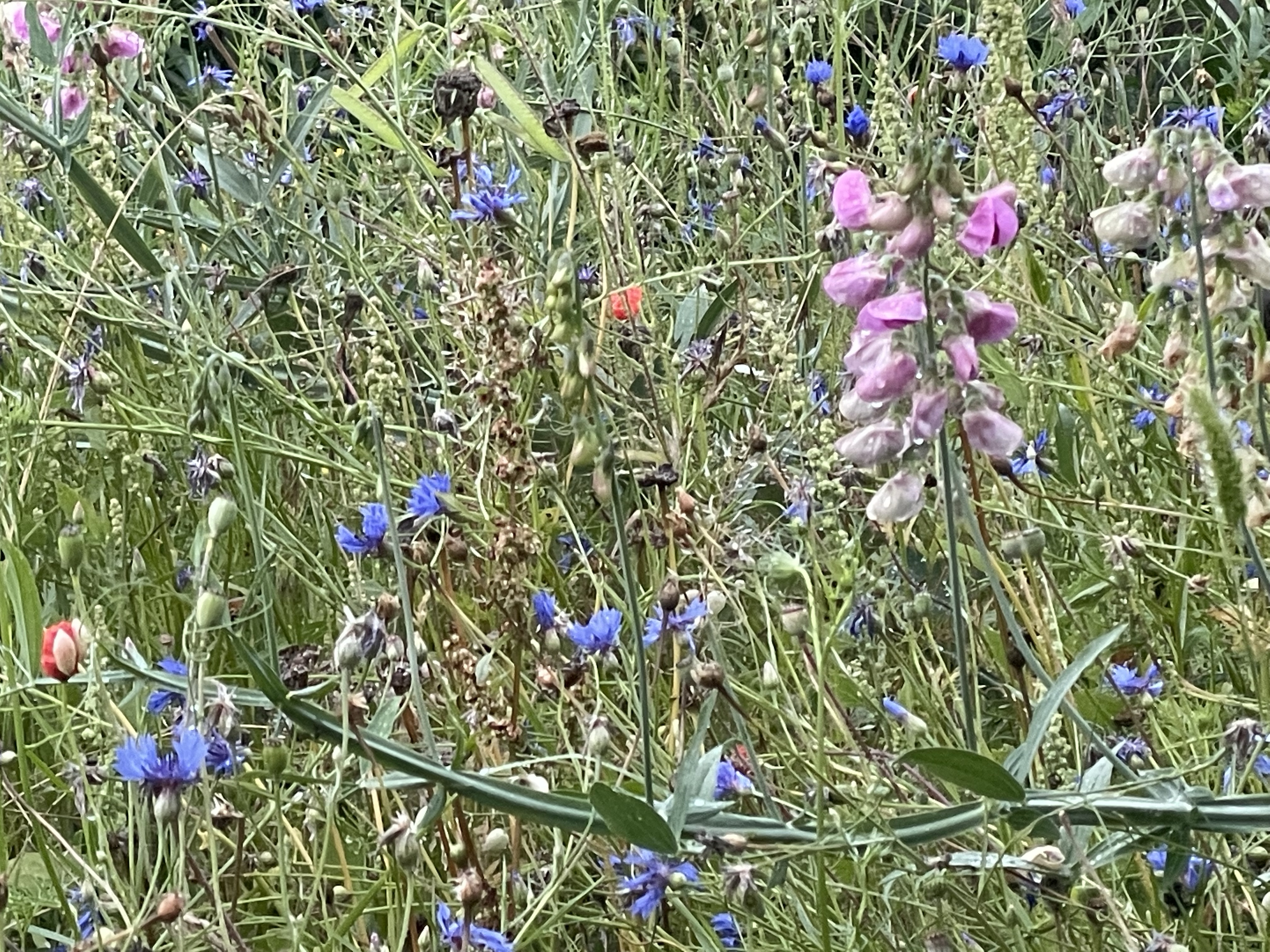 Stillstand gibt es in der Natur nicht-eine Blühwiese entwickelt sich-Veränderungen der Natur