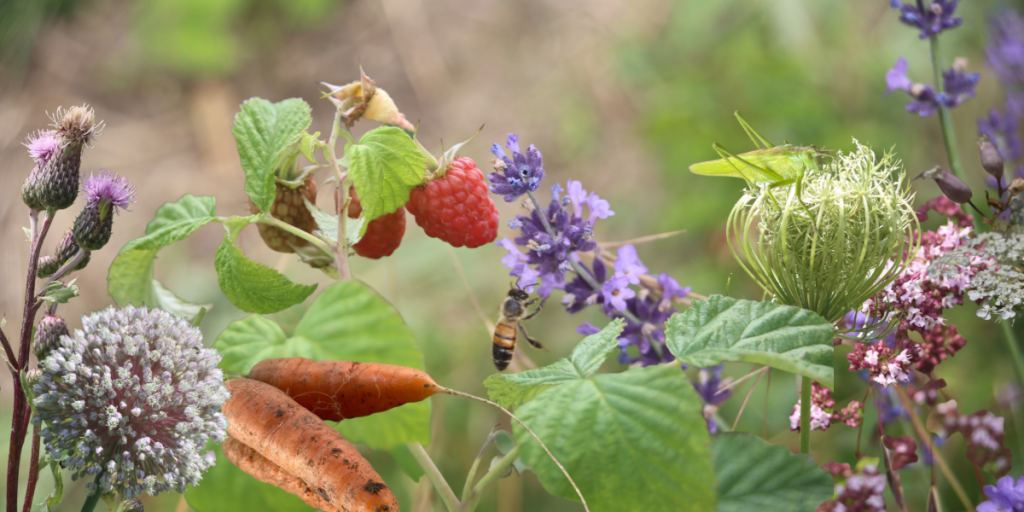 Ein Tag im Hortus naturalis color – ein Stückchen&nbsp;Veränderung