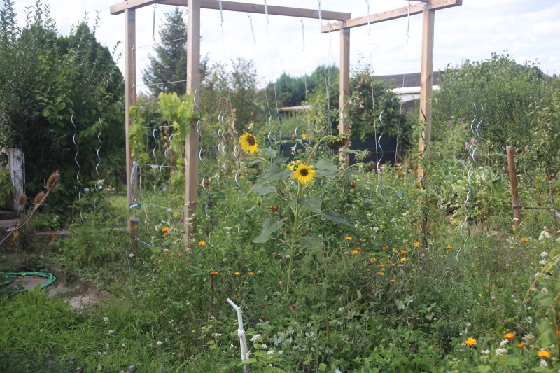Überblick
Tomatenbeet
Sonnenblumen, Ringelblumen
Kerstin Dähne