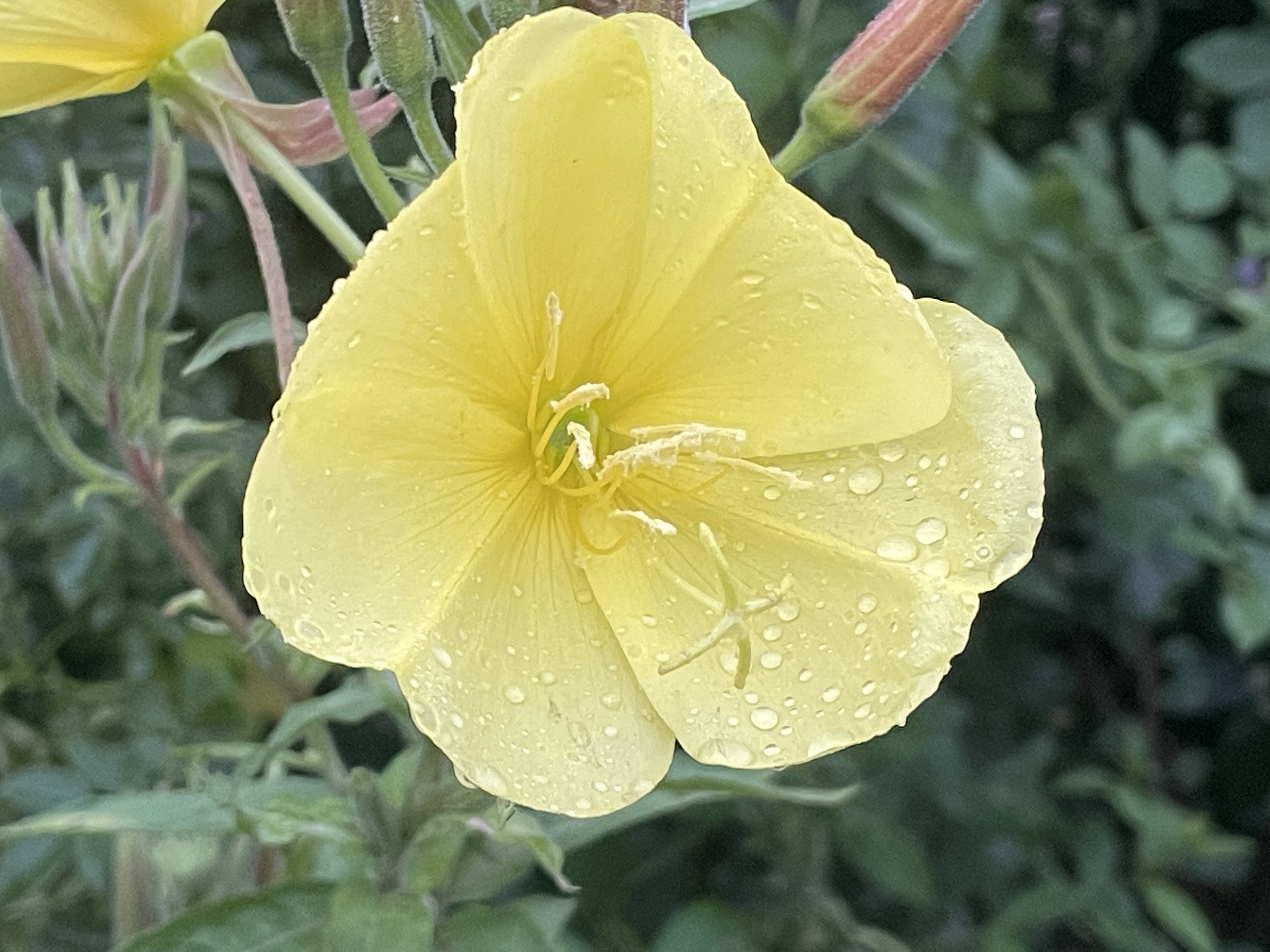 Stillstand gibt es in der Natur nicht-eine Blühwiese entwickelt sich-Veränderungen der Natur