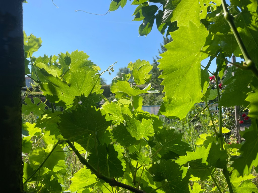 Offene Gärten
Weinblätter