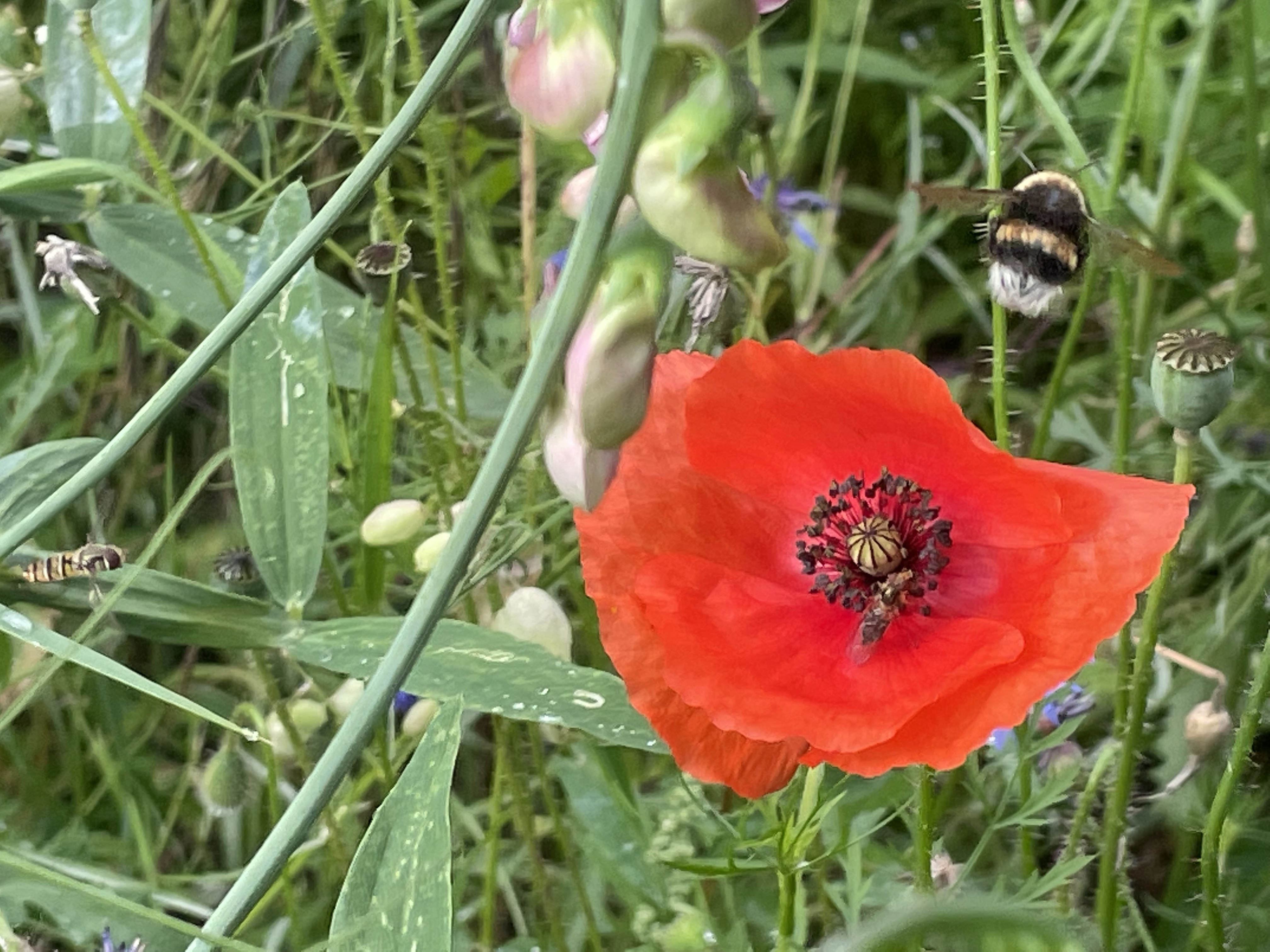 Gründe für einen Naturgarten
Blumen im Naturgarten
Futter für Insekten
Wildbienen
Hummeln
Schmetterlinge
