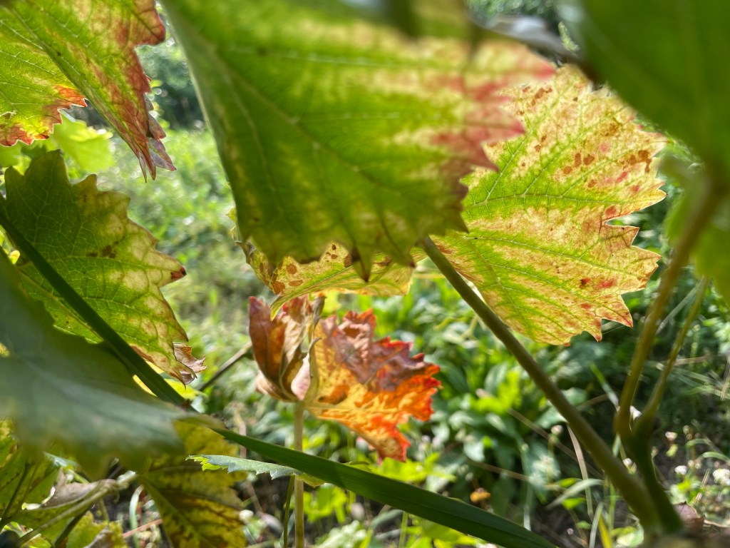 Weinblätter im Herbst