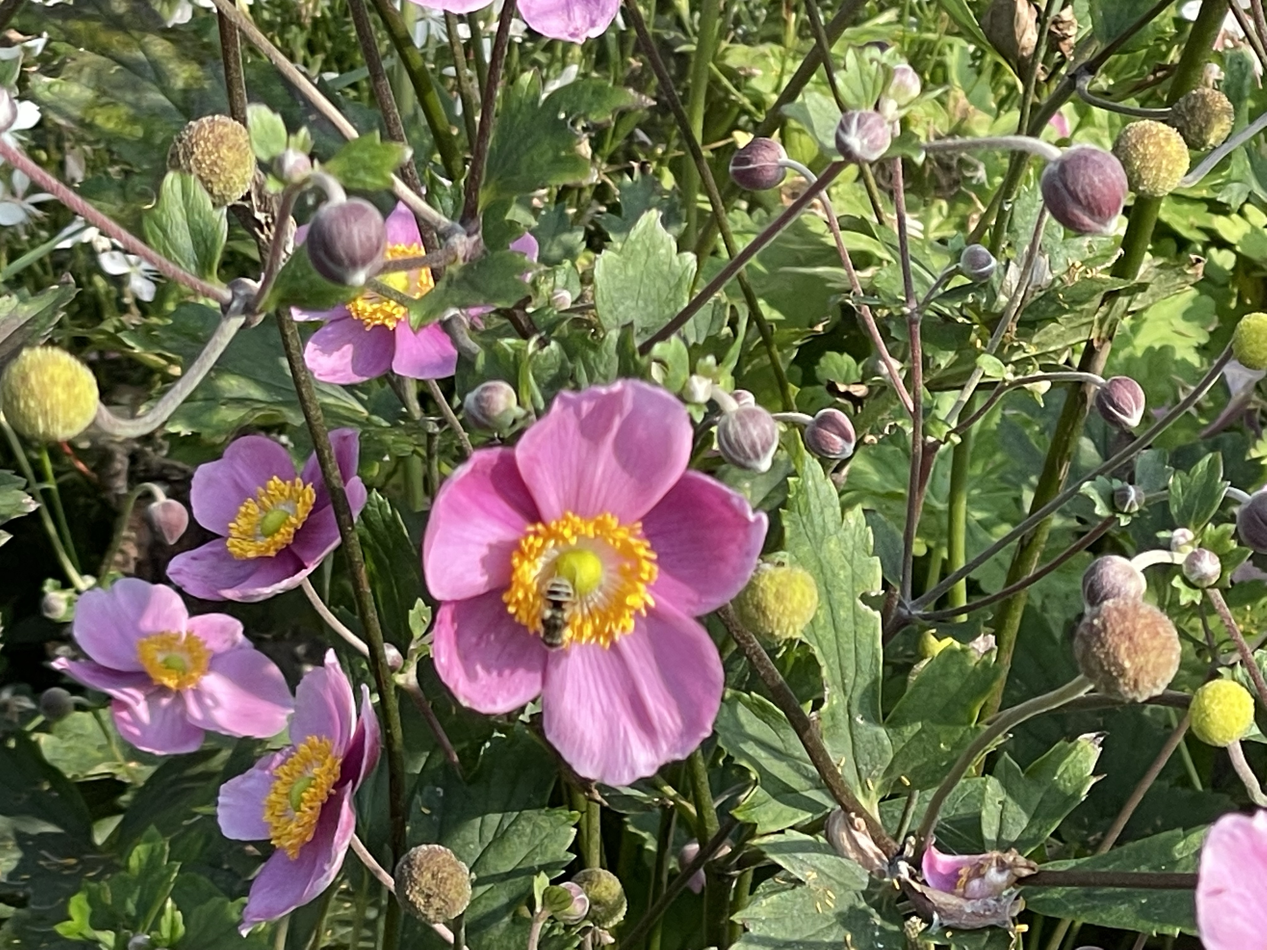 Die Hotspotzone im Hortus
Wieso eine Hotspotzone im Garten anlegen?
Naturgarten
Kerstin Dähne