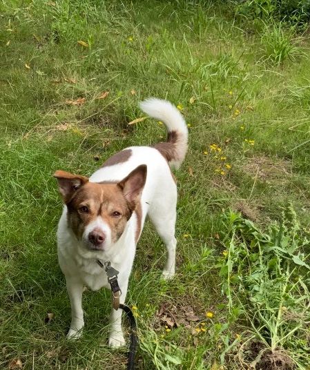 Stillstand gibt es in der Natur nicht – eine Blühwiese entwickelt sich – Veränderungen von Menschenhand,
Gartenwächter Benny
