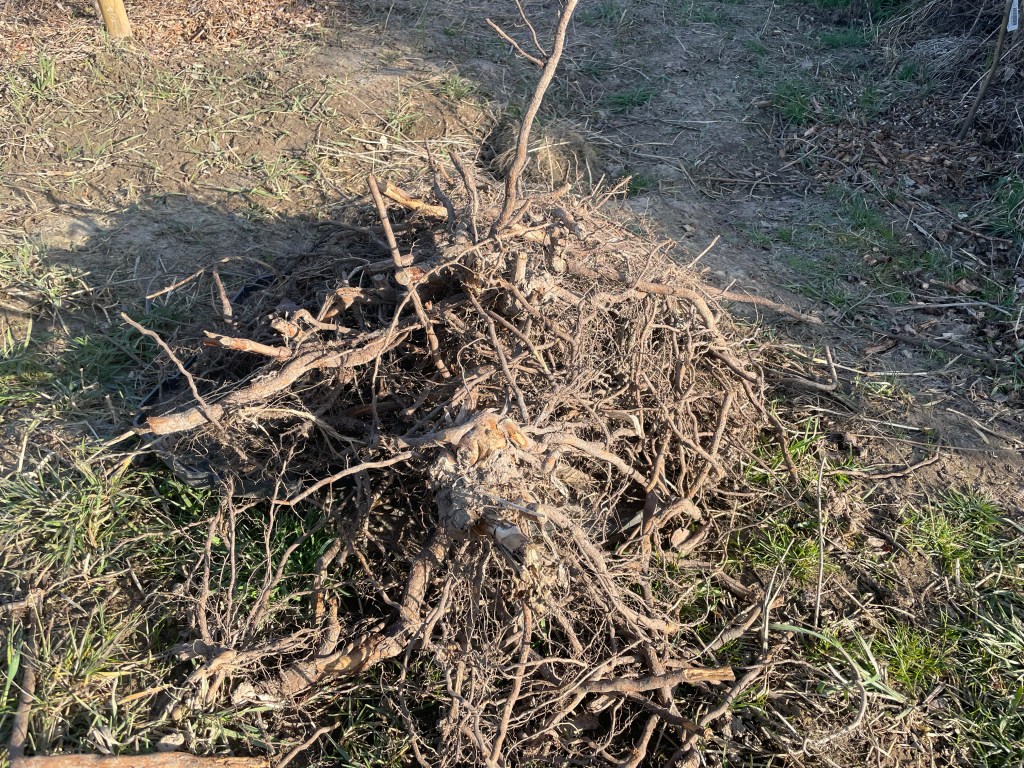 Gesammelte Brombeerwurzeln
Beet anlegen mit Pappe
