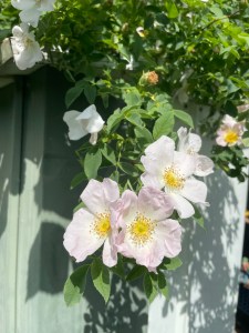 Erfahrungen sammeln und wachsen – mein Jahresrückblick 2022