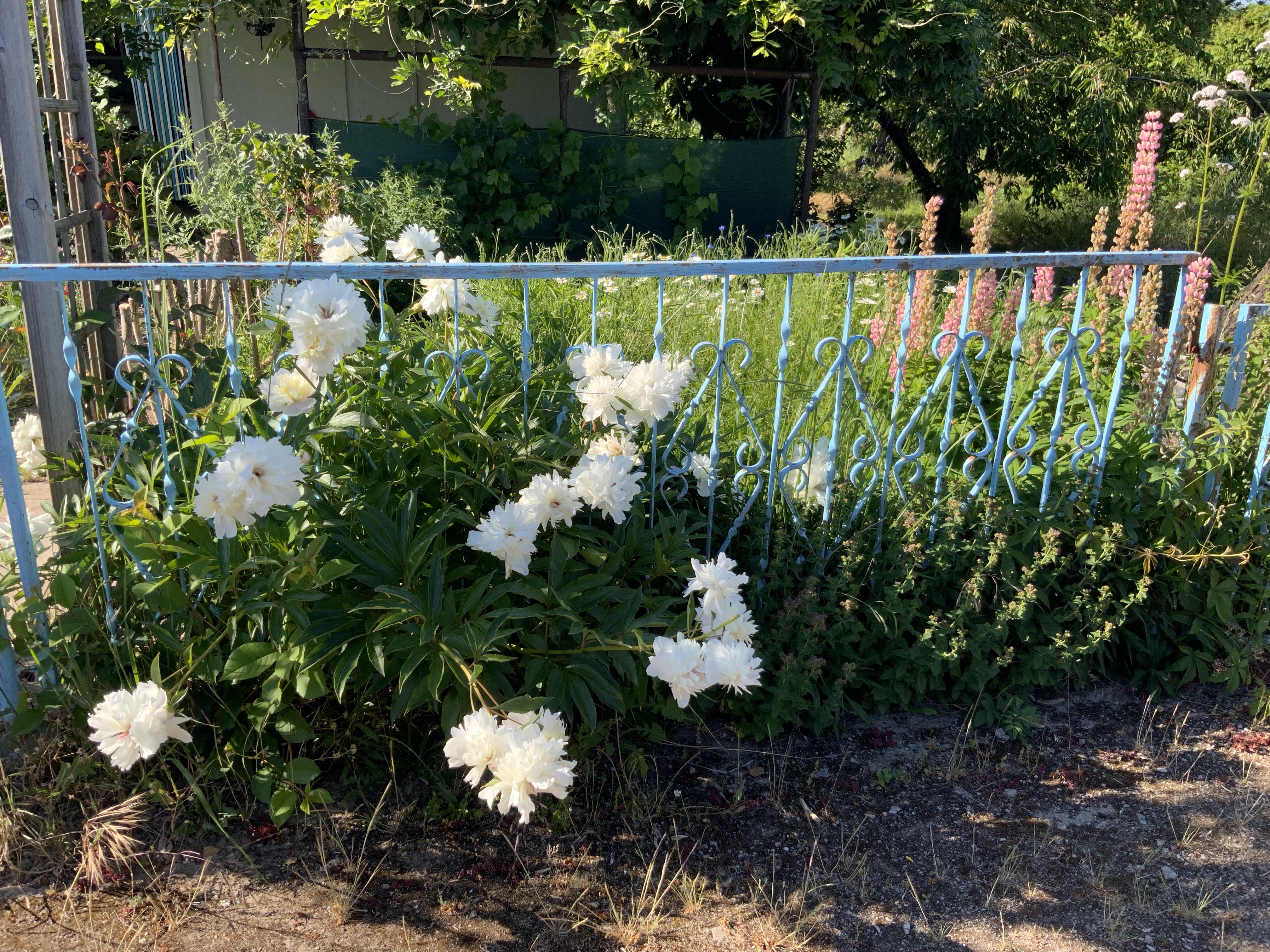 Stillstand gibt es in der Natur nicht-eine Blühwiese entwickelt sich-Veränderungen der Natur