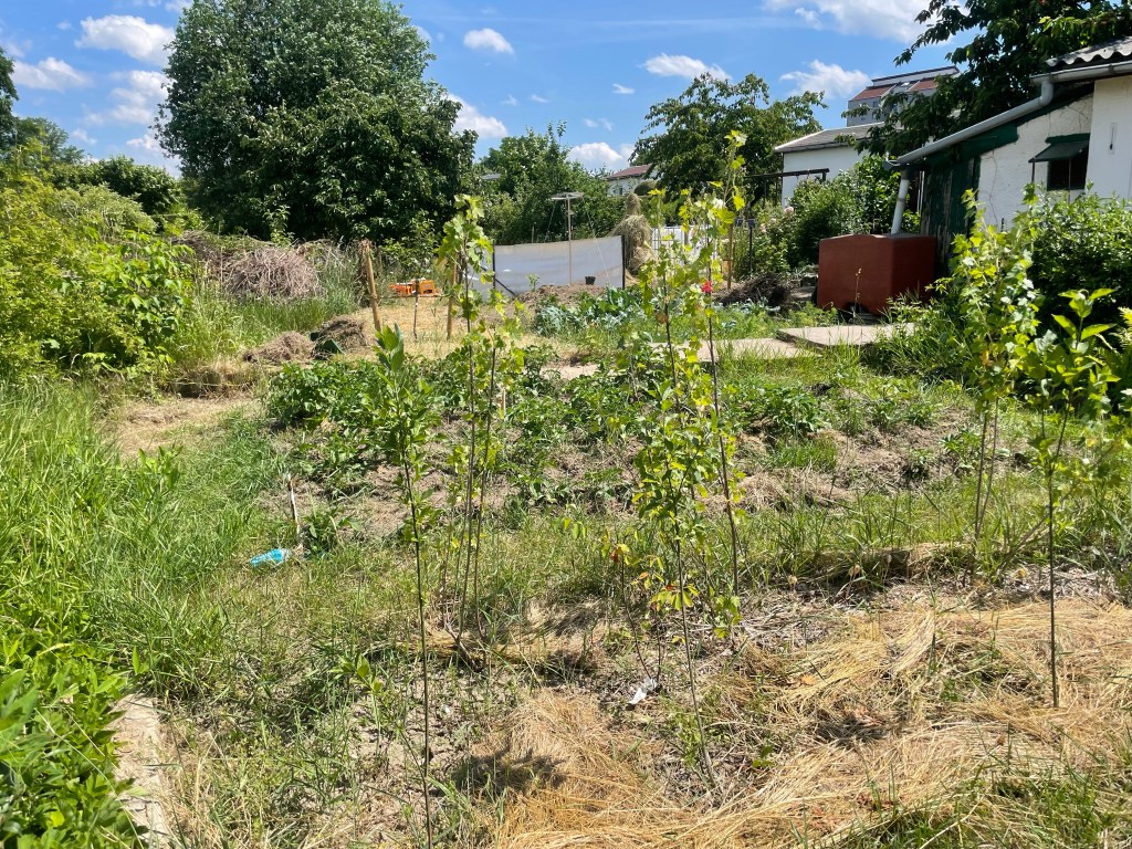 Offene Gärten
Naturgarten
Kerstin Dähne
Tag des offenen Gartens