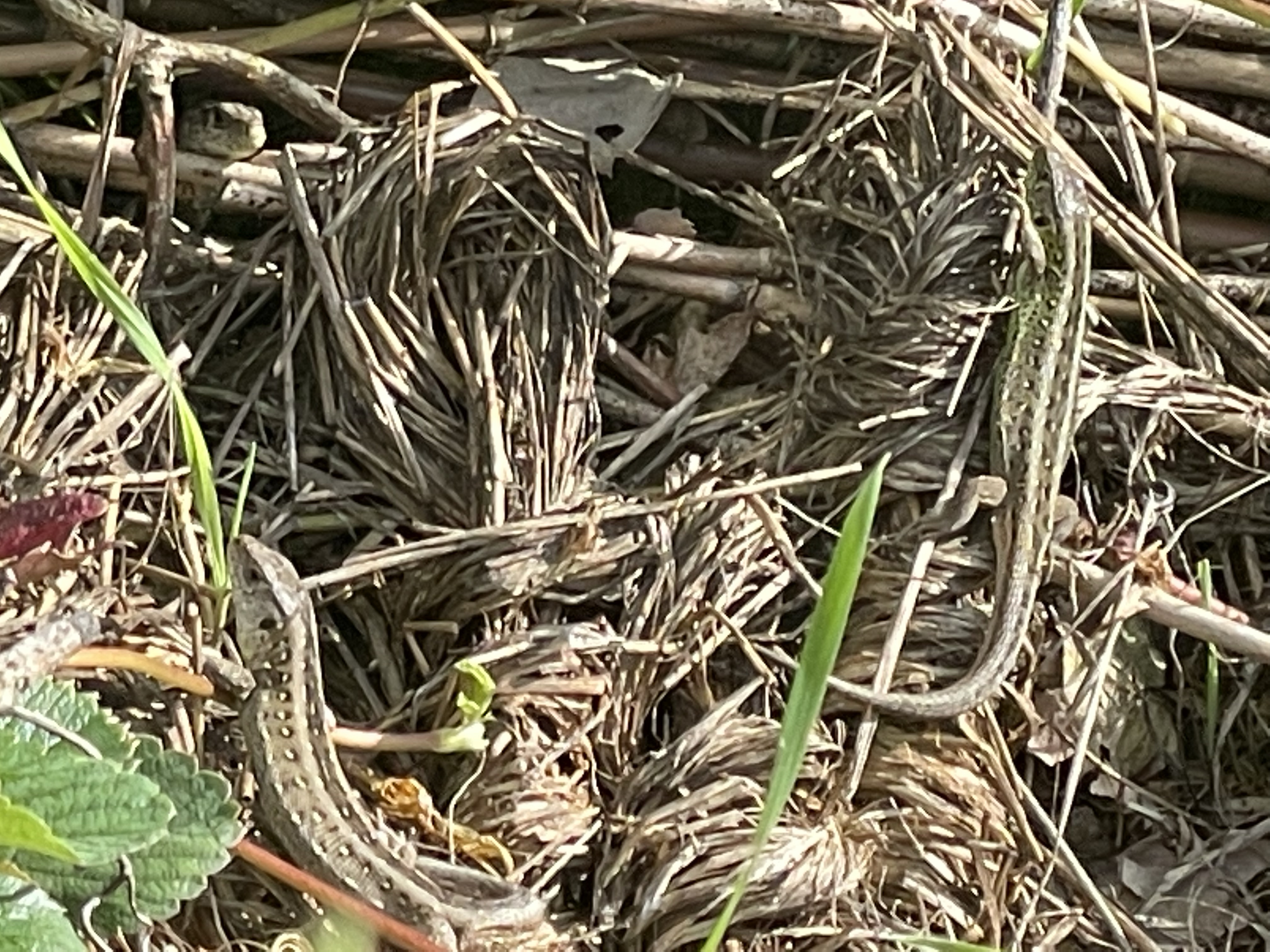 Die Hotspotzone im Hortus
Wieso eine Hotspotzone im Garten anlegen?
Naturgarten
Kerstin Dähne