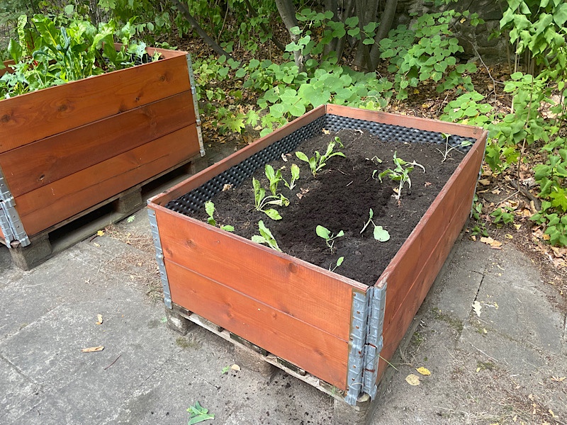 Erfahrungen sammeln und wachsen – mein Jahresrückblick 2022,
Hochbeet mit Gemüse,