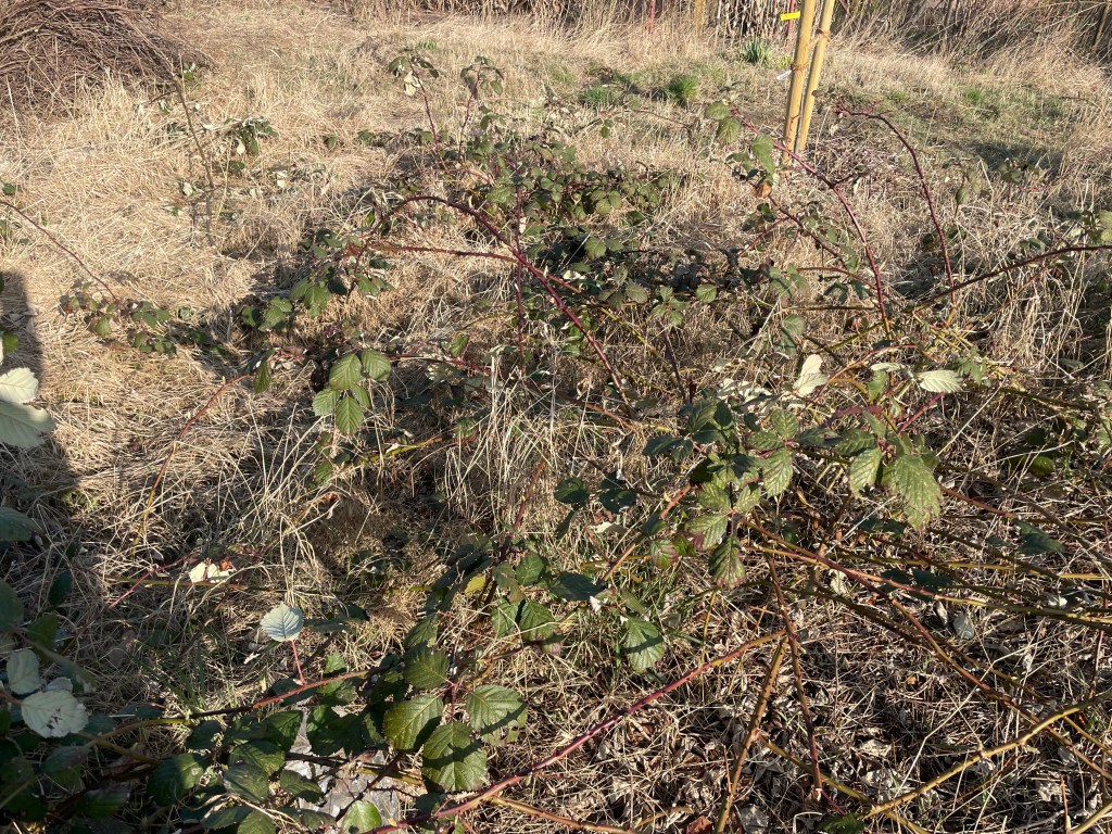 wilde Brombeeren auf einem Beet
Beet anlegen mit Pappe
Kerstin Dähne
Naturgarten