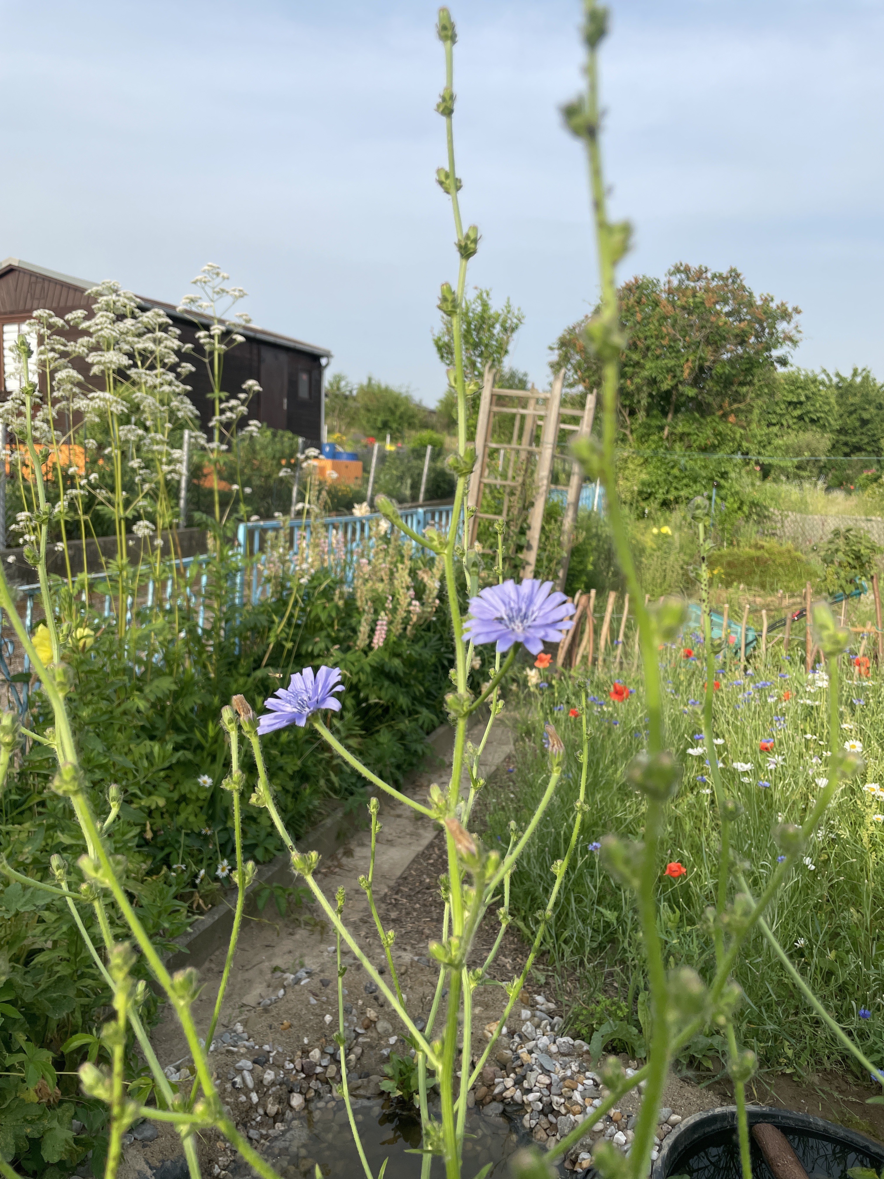 Stillstand gibt es in der Natur nicht-eine Blühwiese entwickelt sich-Veränderungen der Natur