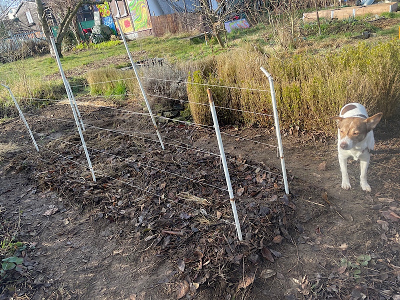 Erfahrungen sammeln und wachsen – mein Jahresrückblick 2022,
Beet mit Erbsen im Frühling,
Naturgarten Kerstin Dähne