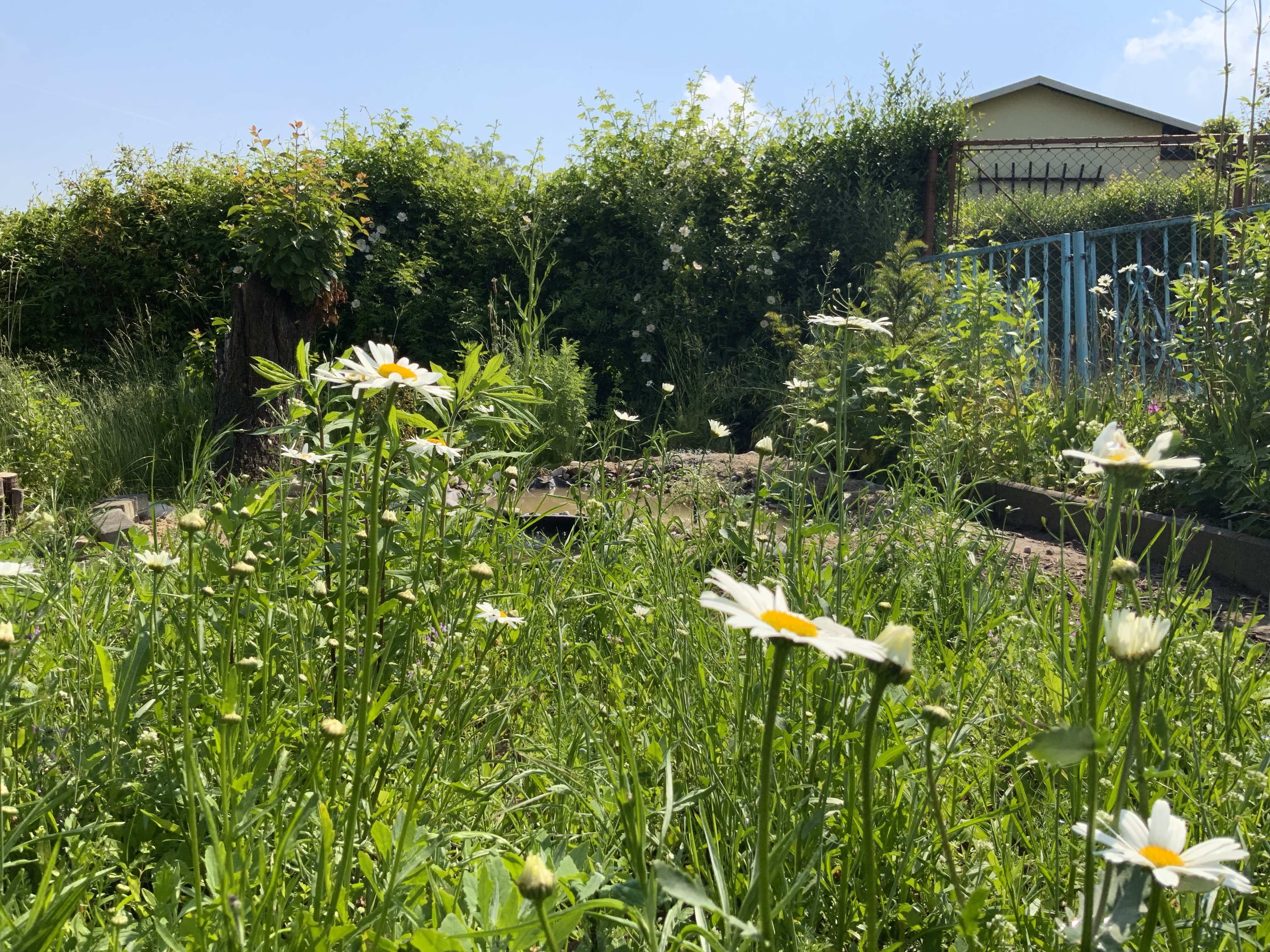Stillstand gibt es in der Natur nicht-eine Blühwiese entwickelt sich-Veränderungen der Natur