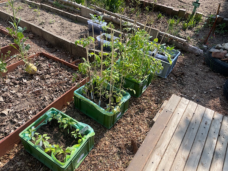 Erfahrungen sammeln und wachsen – mein Jahresrückblick 2022,
Jungpflanzen im Frühling,
Naturgarten Kerstin Dähne