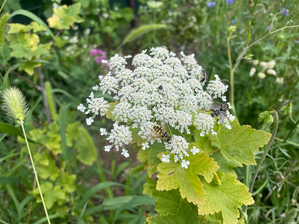 Stillstand gibt es in der Natur nicht-eine Blühwiese entwickelt sich-Veränderungen der Natur