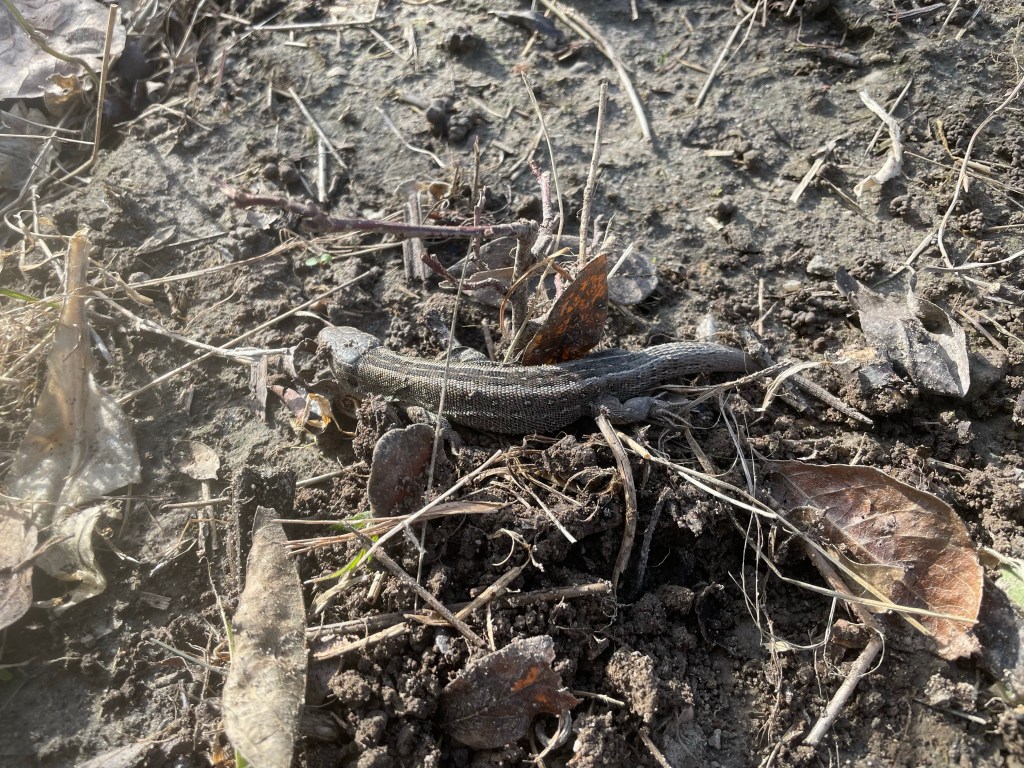 12 von 12 im April 2022 - Zukunft pflanzen
Zauneidechse
Naturgarten
Kerstin Dähne