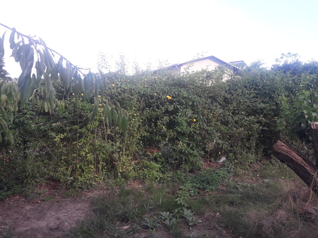 Die Pufferzone im Hortus
Ligusterhecke
Naturgarten
Kerstin Dähne