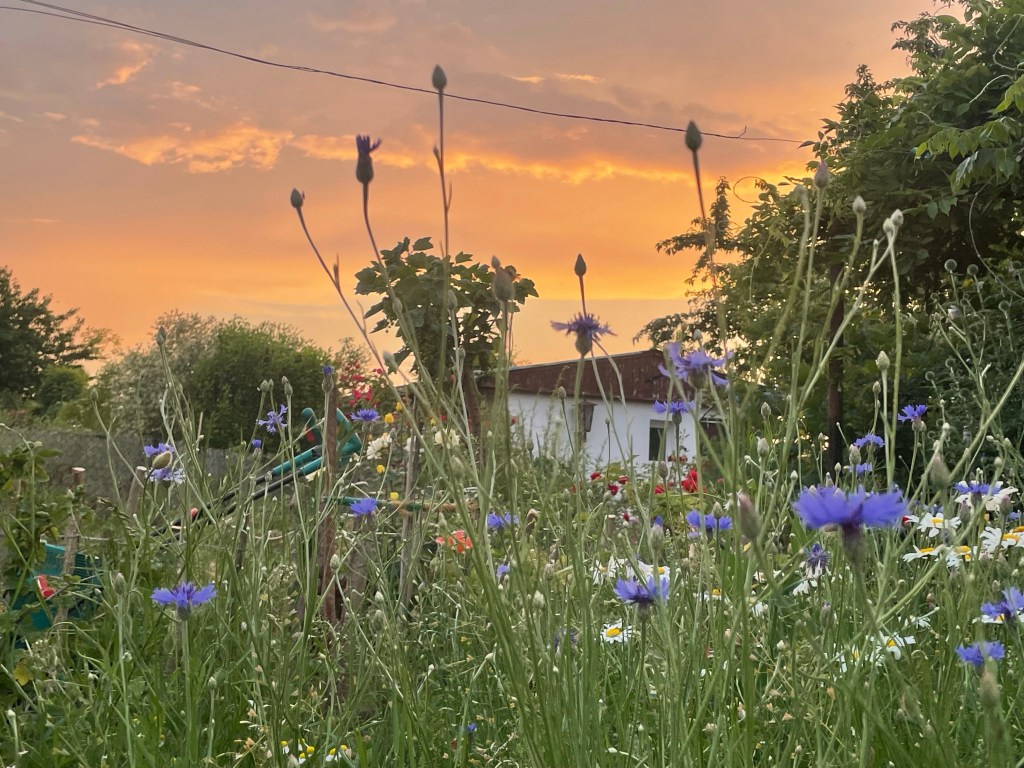 Die Hotspotzone im Hortus
Blumenwiese
Naturgarten
Kerstin Dähne