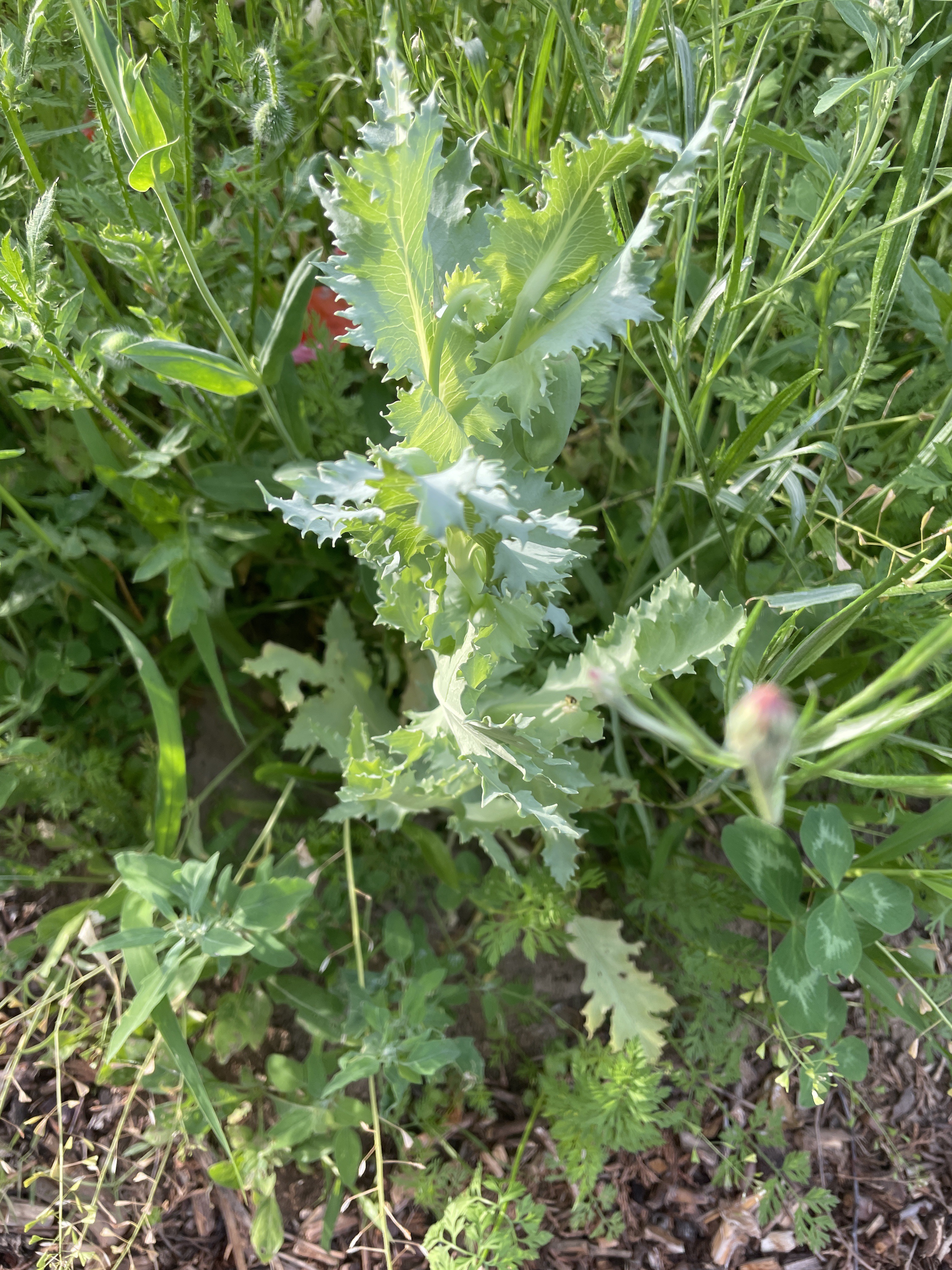 Stillstand gibt es in der Natur nicht-eine Blühwiese entwickelt sich-Veränderungen der Natur