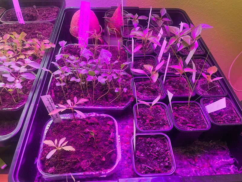 Erfahrungen sammeln und wachsen – mein Jahresrückblick 2022,
Jungpflanzen unter UV-Lampe