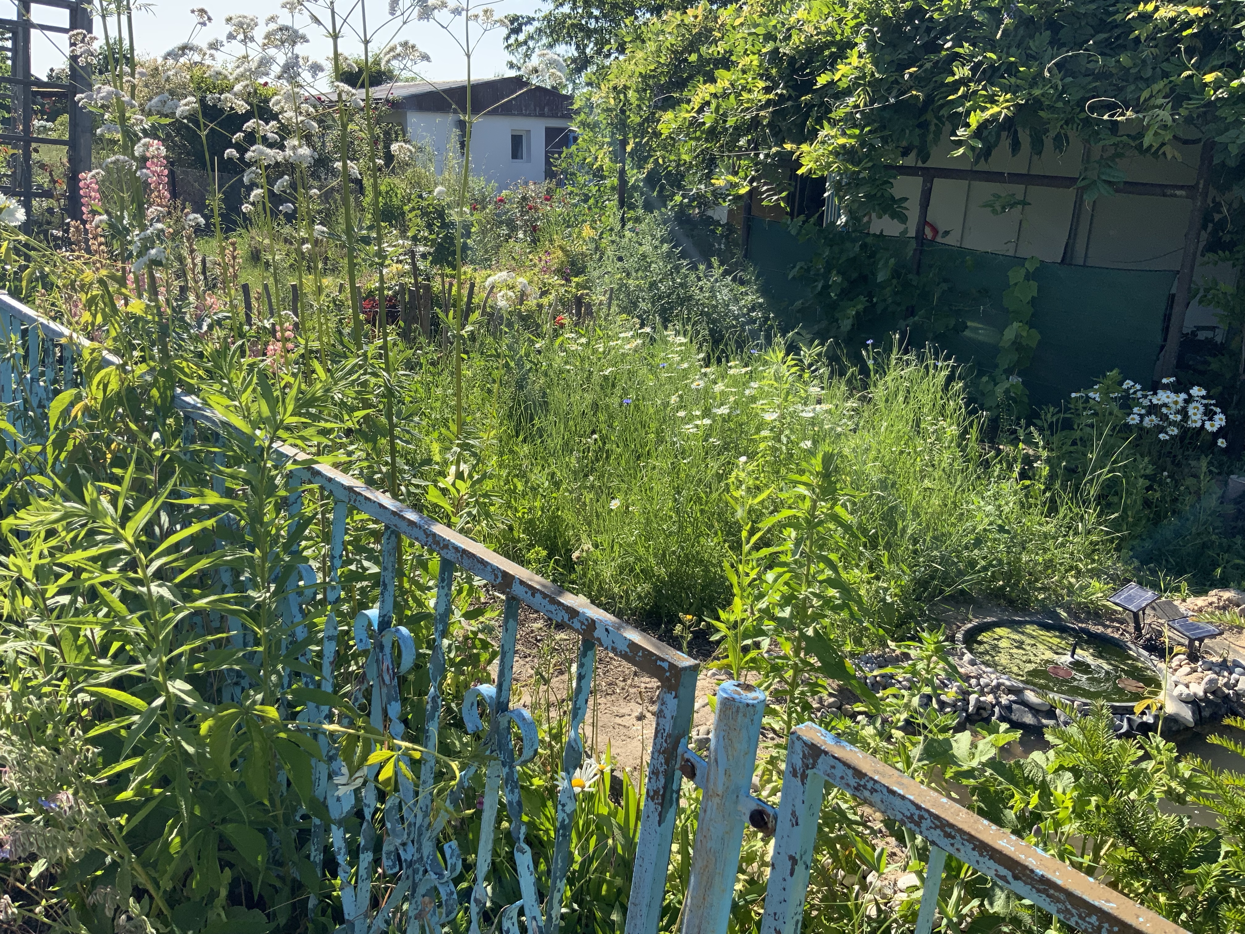 Stillstand gibt es in der Natur nicht-eine Blühwiese entwickelt sich-Veränderungen der Natur