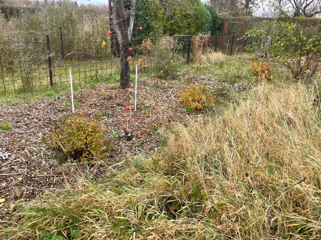 Die Pufferzone im Hortus
neu angepflanzte Pufferzone
Naturgarten
Kerstin Dähne
