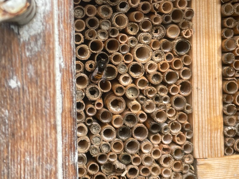 Biene am Insektenhotel