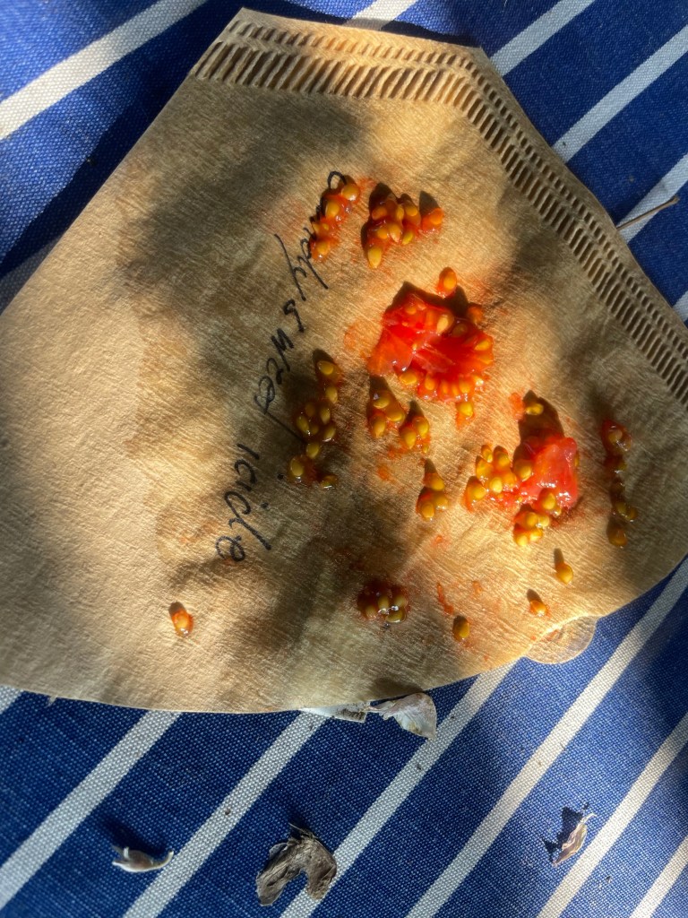 Herbst im Naturgarten
Kerstin Dähne
Tomatensamen
Trocknen auf Kaffeefilter
