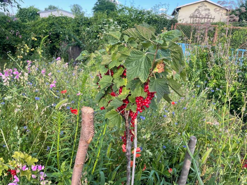 Stillstand gibt es in der Natur nicht – eine Blühwiese entwickelt sich – Veränderungen von Menschenhand
Johannisbeeren