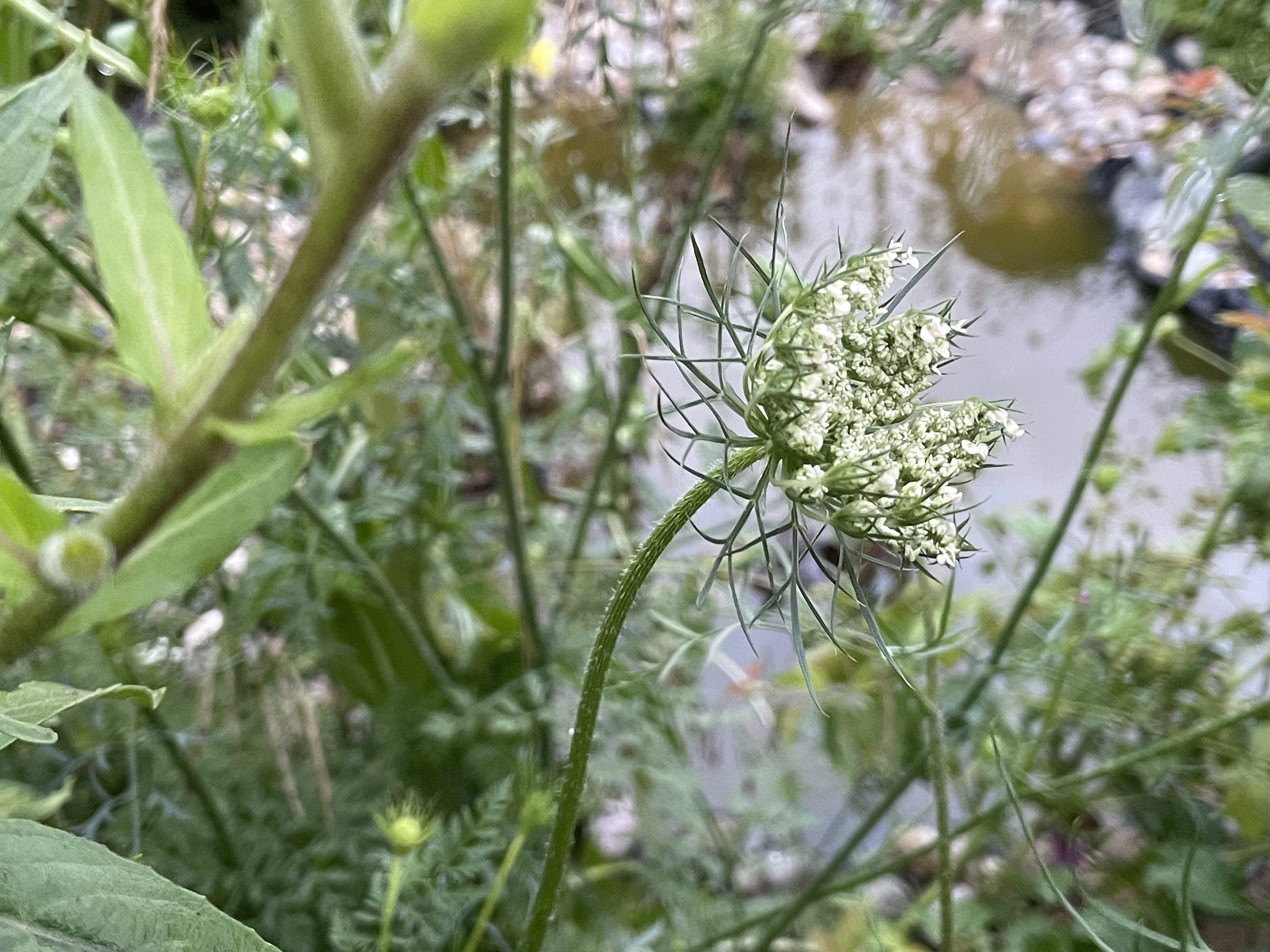 Stillstand gibt es in der Natur nicht-eine Blühwiese entwickelt sich-Veränderungen der Natur
