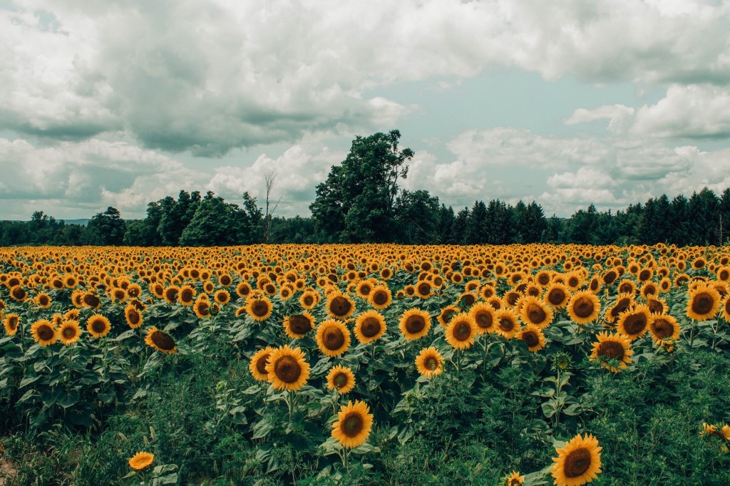 Stockfoto eines Sonnenblumenfeldes mit Strauch- und Baumstreifen
Wo finden wir Puffer in der Landschaft ?
