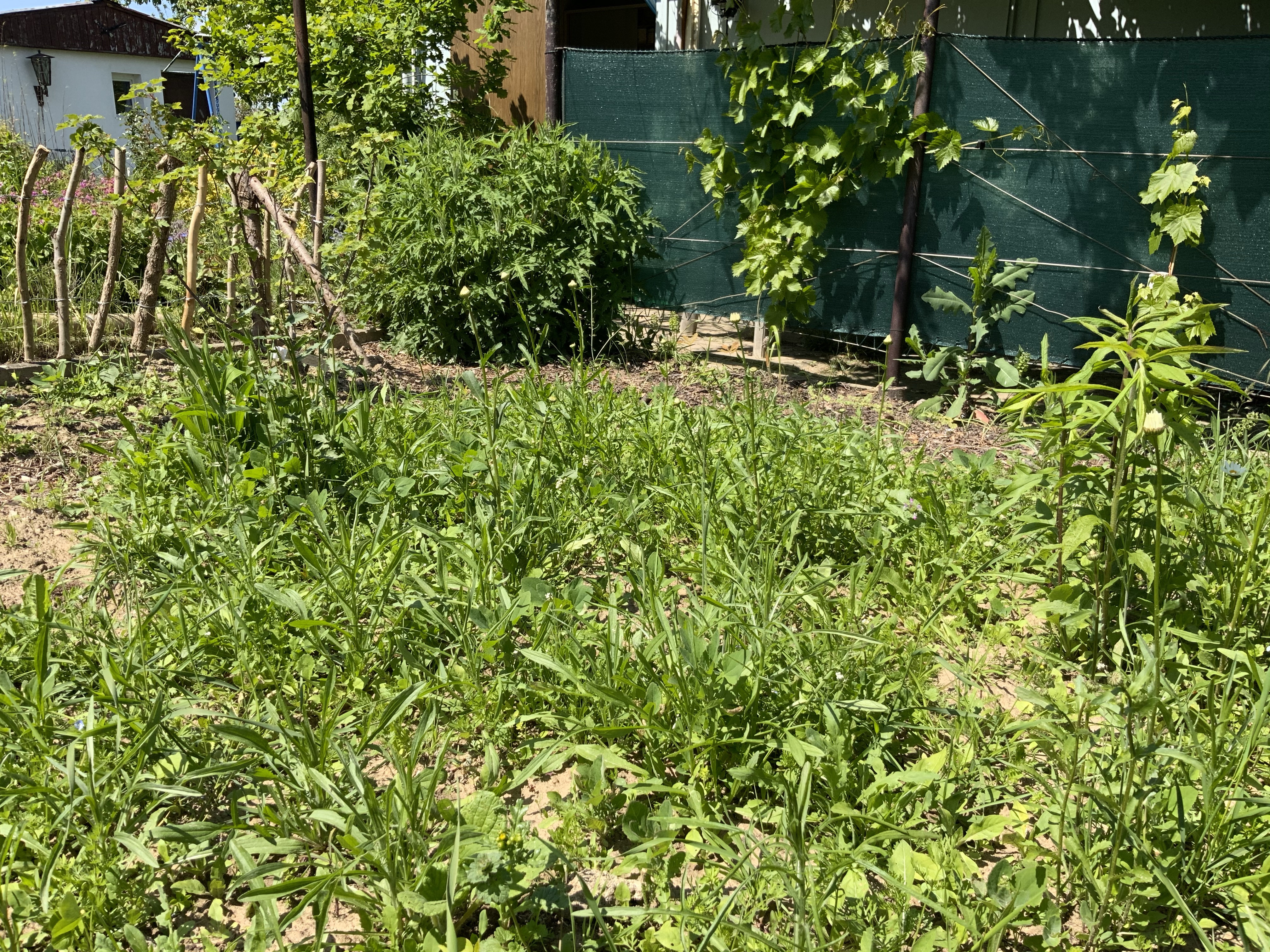 Stillstand gibt es in der Natur nicht-eine Blühwiese entwickelt sich-Veränderungen der Natur