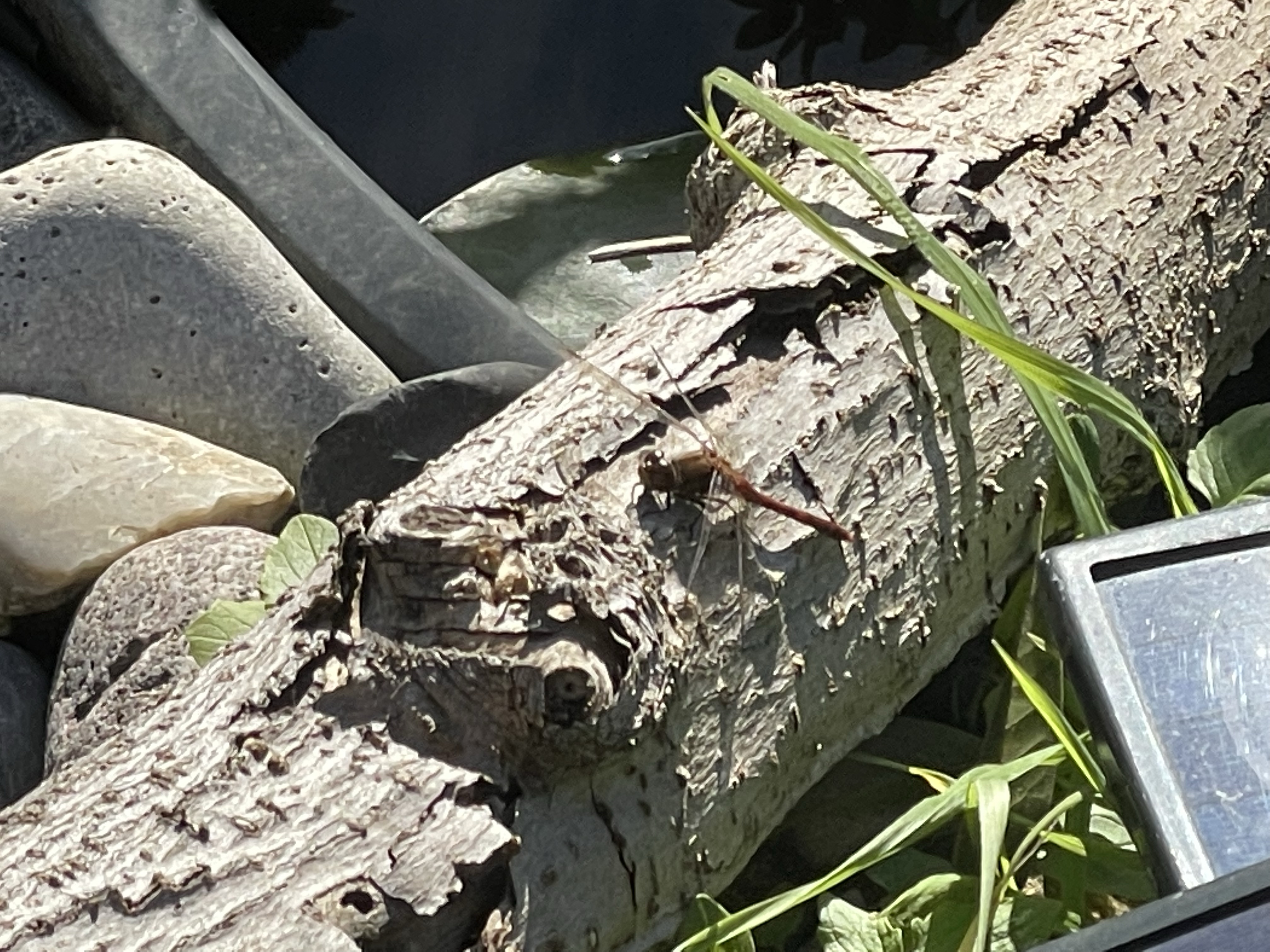 Die Hotspotzone im Hortus
Wieso eine Hotspotzone im Garten anlegen?
Naturgarten
Kerstin Dähne
Libelle auf einem Ast