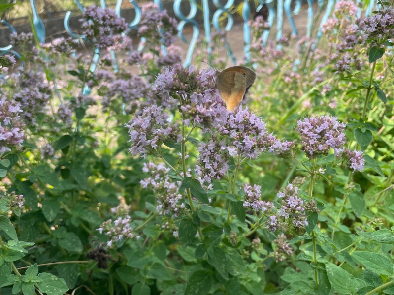 Naturgarten Kerstin Dähne
Schmetterling auf Dost